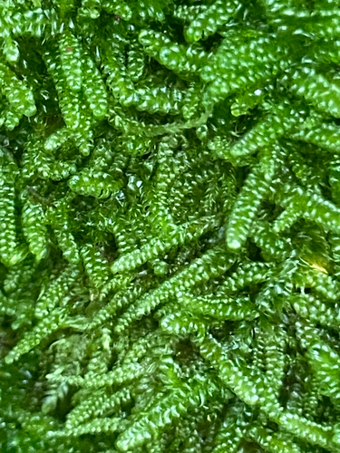 Ectropothecium observed 2026-08-08
