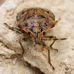 Holcogaster fibulata