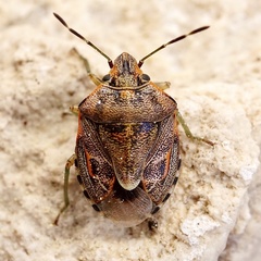 Holcogaster fibulata