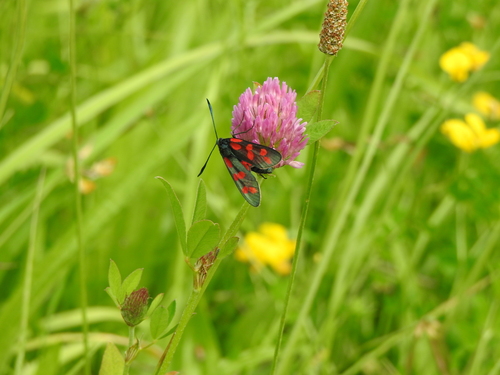 Six-spot Burnet
