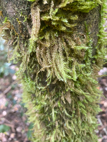 Aerobryopsis observed 2026-08-08