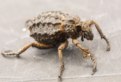 Brachycerus muricatus