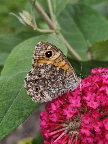 Wall Brown