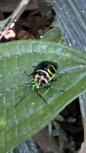 Lamprocoris lateralis