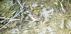 Pelophylax chosenicus