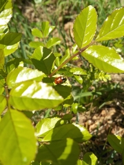 Cryptocephalus cordiger