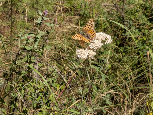 Queen of Spain Fritillary