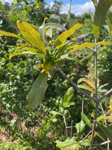 Ochna atropurpurea