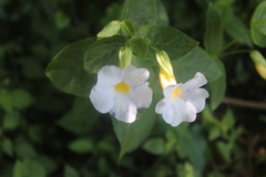 Thunbergia natalensis