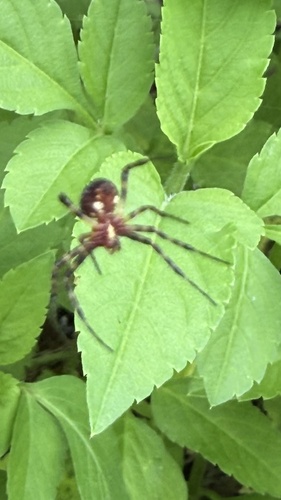 Gea spinipes