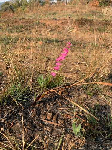 Gladiolus mosambicensis