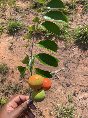 Salacia erecta