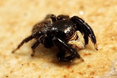 Euophrys herbigrada
