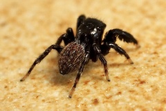 Euophrys herbigrada