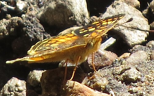 iNaturalist observation photo of Field Crescent