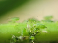 Macrosiphum tinctum