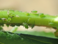 Macrosiphum tinctum