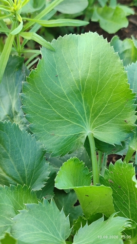 Blue Eryngo