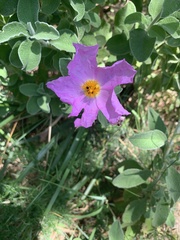 Cistus creticus