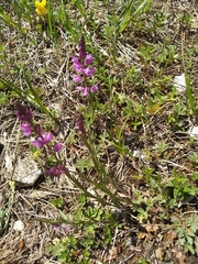 Polygala comosa