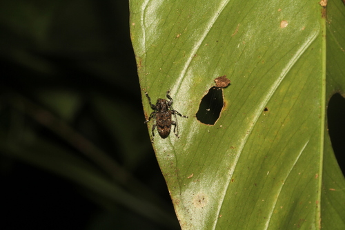 Symperasmus affinis