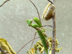 Hierodula patellifera