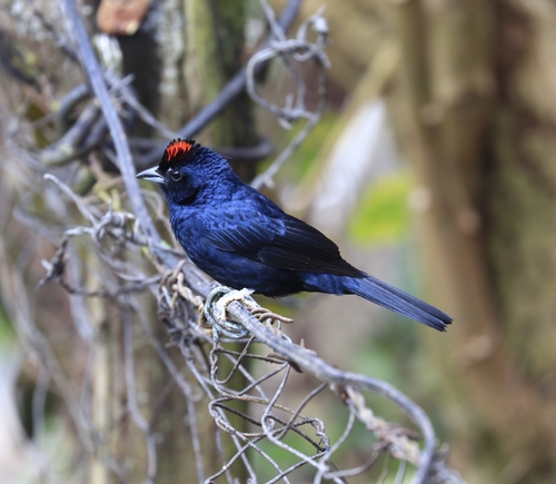 Ruby-crowned Tanager