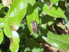 Colletes cunicularius