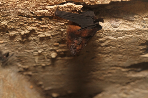 Chestnut Sac-winged Bat