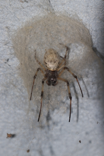 African Hermit Spider