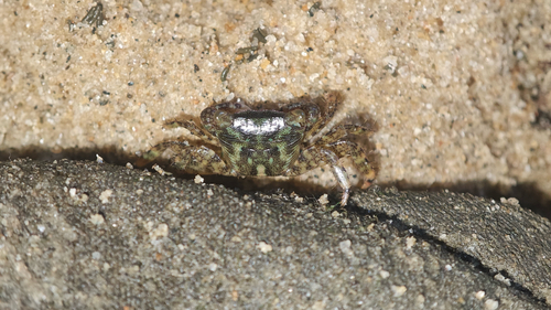 Metopograpsus quadridentatus