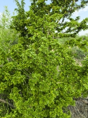 Guaiacum coulteri