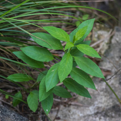 Asclepias texana