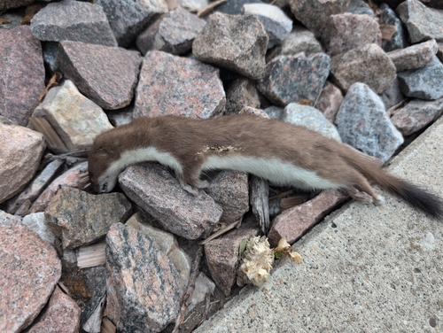American Ermine