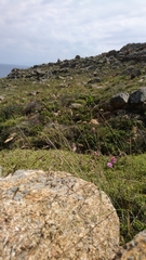Oryzopsis coerulescens