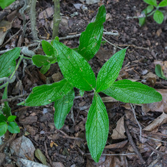 Lithospermum helleri