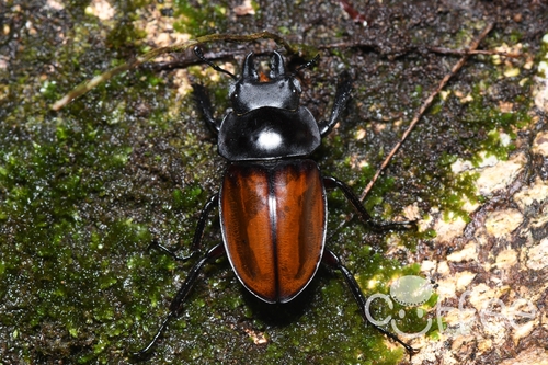 Neolucanus tao