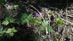 Geranium robertianum