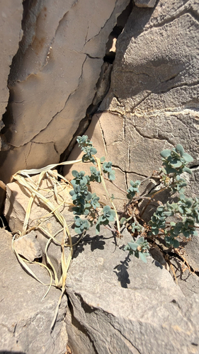 Aethionema saxatile, photograph 3