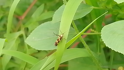 Eretmocera impactella