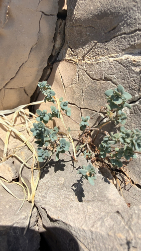 Aethionema saxatile, photograph 2