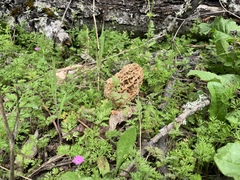 Morchella americana