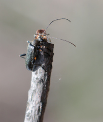 Cortodera femorata