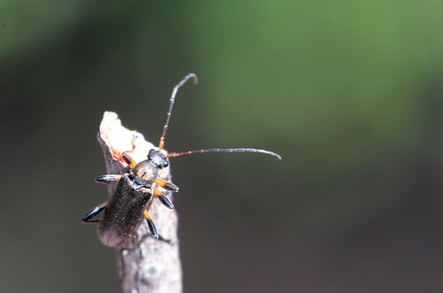 Pušinis skujagraužis nuotrauka