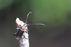 Cortodera femorata