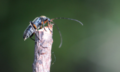 Cortodera femorata