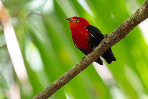 Crimson-hooded Manakin (Pipra aureola)