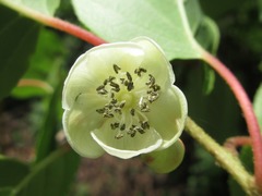 Actinidia arguta