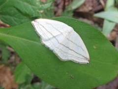 Ditrigona conflexaria