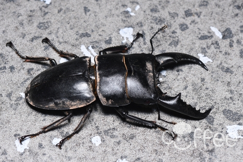 Serrognathus titanus platymelus